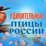 Итоги межмуниципального конкурса декоративно-прикладного творчества «Удивительные птицы России»