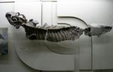 Скелет растительноядного аномодонта дицинодонта | Фото А. А. Медведева. Палеонтологический музей. 2013 г.