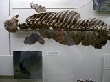 Скелет водной рыбоядной парарептилии котлассии | Фото А. А. Медведева. Палеонтологический музей. 2013 г.