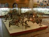 Скелеты скутозавра | Фото А. А. Медведева. Палеонтологический музей. 2013 г.