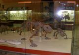 Скелеты детеныша и взрослого скутозавров | Фото А. А. Медведева. Палеонтологический музей. 2013 г.